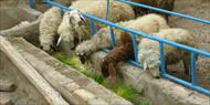 پاورپوینت اقتصاد گوسفندداری