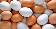 تحقیق تعادل کربن دی اکسید مربوط به تخم مرغ